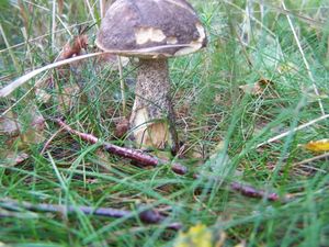 Klikni pro velký obrázek