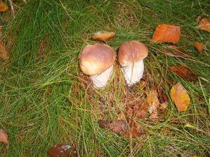 Klikni pro velký obrázek