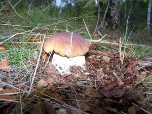 Klikni pro velký obrázek