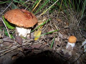 Klikni pro velký obrázek