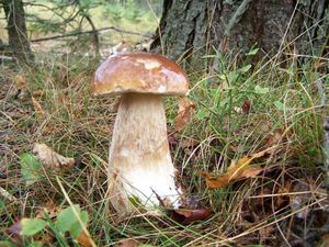 Klikni pro velký obrázek