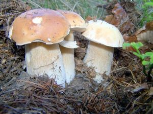 Klikni pro velký obrázek