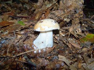 Klikni pro velký obrázek