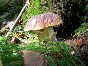 Klikni pro velký obrázek