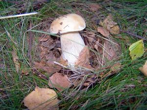 Klikni pro velký obrázek