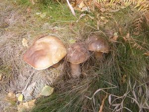 Klikni pro velký obrázek