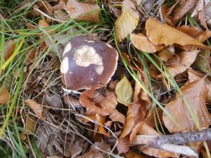 Klikni pro velký obrázek