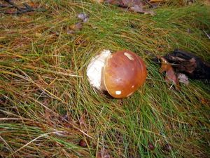 Klikni pro velký obrázek