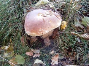 Klikni pro velký obrázek