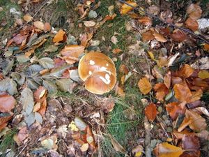 Klikni pro velký obrázek