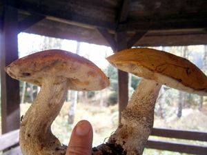 Klikni pro velký obrázek