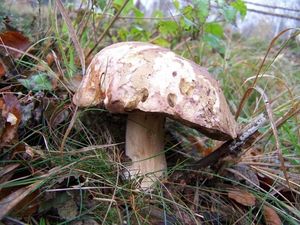 Klikni pro velký obrázek