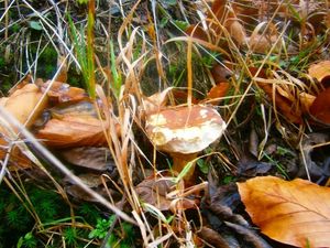 Klikni pro velký obrázek