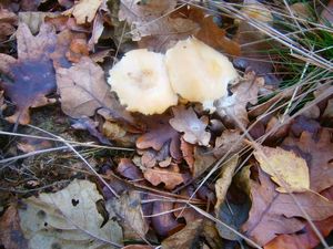 Klikni pro velký obrázek