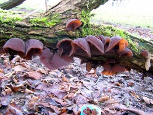 Klikni pro velký obrázek