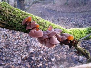 Klikni pro velký obrázek