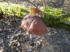 Klikni pro velký obrázek