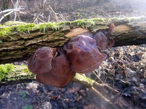 Klikni pro velký obrázek