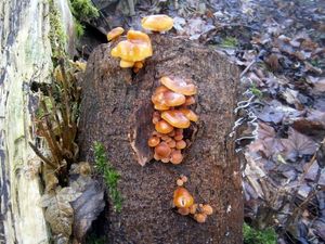 Klikni pro velký obrázek