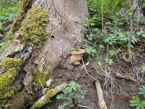 Klikni pro velký obrázek