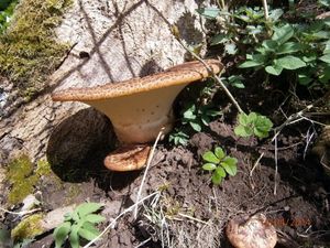 Klikni pro velký obrázek