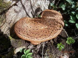 Klikni pro velký obrázek