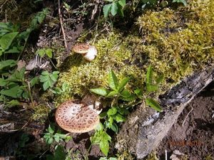 Klikni pro velký obrázek