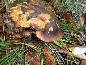 Klikni pro velký obrázek