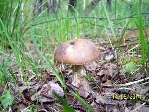 Klikni pro velký obrázek