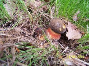 Klikni pro velký obrázek