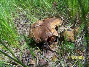 Klikni pro velký obrázek