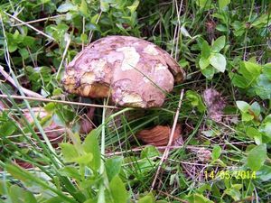 Klikni pro velký obrázek