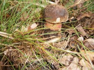 Klikni pro velký obrázek