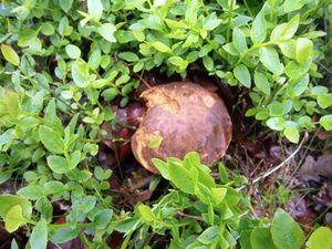 Klikni pro velký obrázek