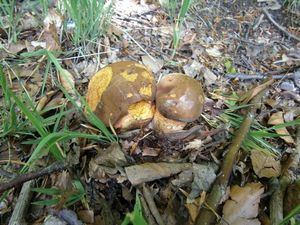 Klikni pro velký obrázek