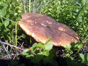 Klikni pro velký obrázek