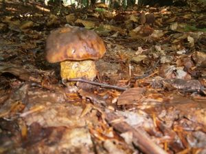 Klikni pro velký obrázek