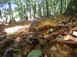 Klikni pro velký obrázek