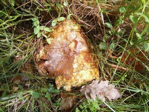 Klikni pro velký obrázek