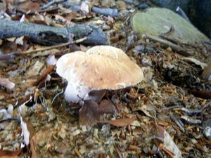 Klikni pro velký obrázek