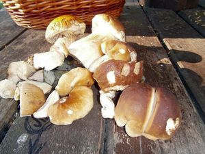 Klikni pro velký obrázek