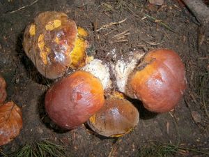 Klikni pro velký obrázek