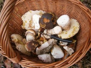 Klikni pro velký obrázek