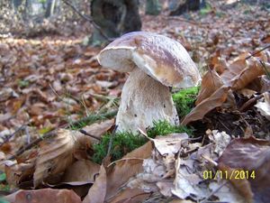 Klikni pro velký obrázek