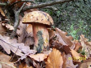 Klikni pro velký obrázek