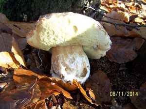 Klikni pro velký obrázek