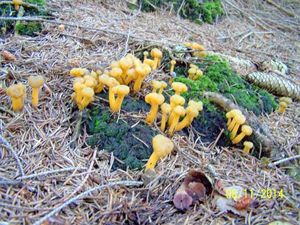 Klikni pro velký obrázek