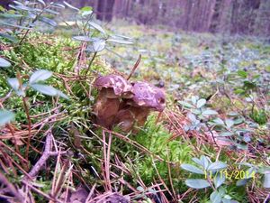 Klikni pro velký obrázek