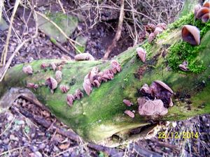 Klikni pro velký obrázek