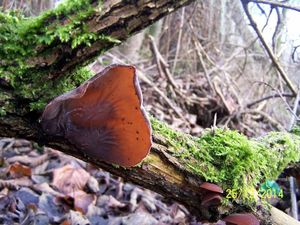 Klikni pro velký obrázek